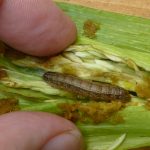 fall armyworm on maize