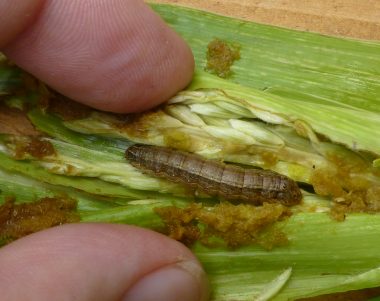 fall armyworm on maize